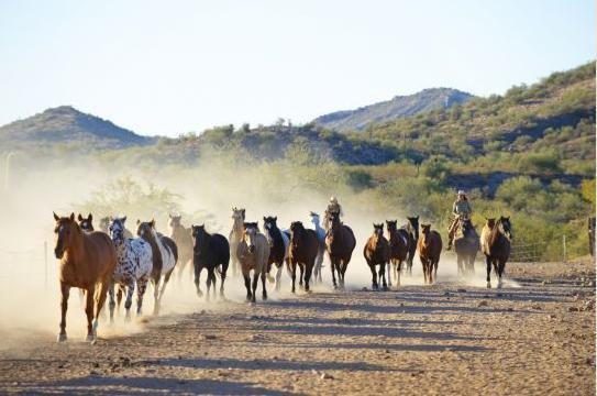 Rancho De Los Caballeros Wickenburg Esterno foto